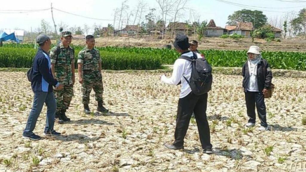 Kekeringan Parah, Rembang Ajukan Klaim Asuransi untuk 1.200 Hektar Sawah