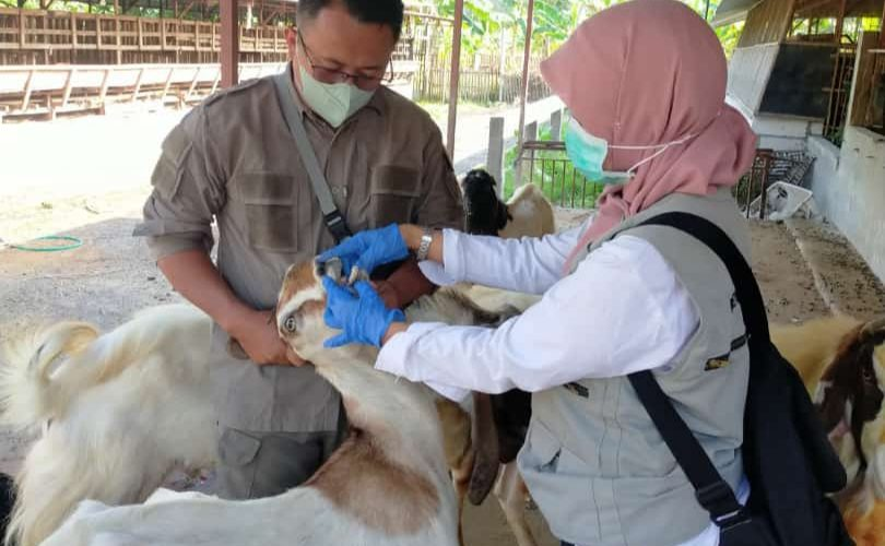 Jumlah Hewan Kurban di Rembang Naik Menjadi 4946 Ekor