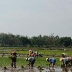 MT3 di Rembang, Harapan Panen Padi Berkualitas di Tengah Kemarau