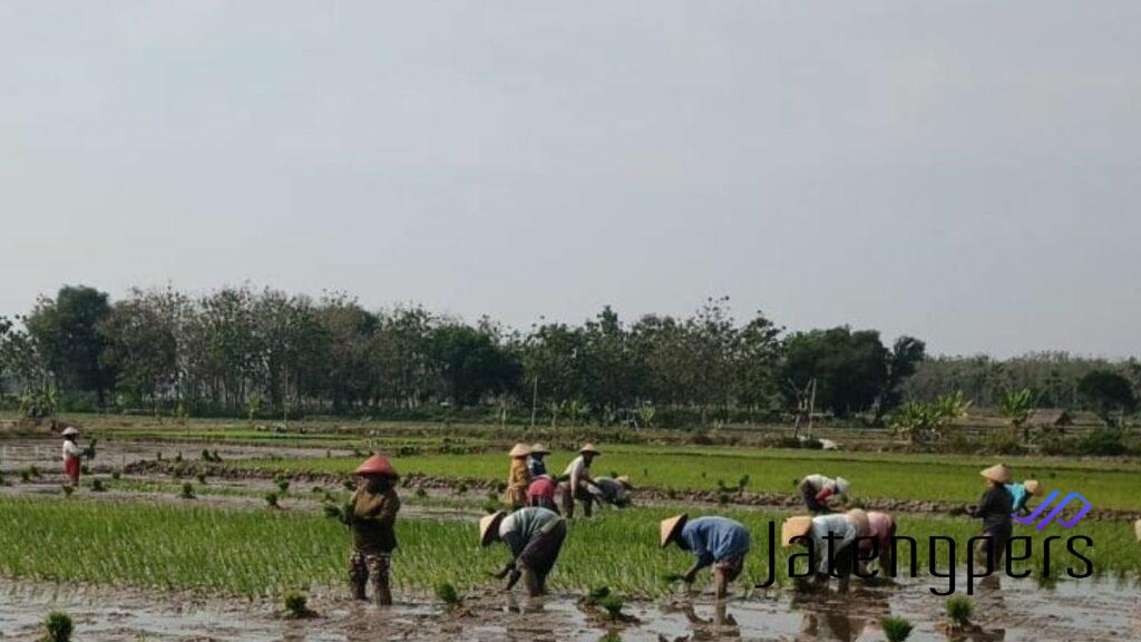 MT3 di Rembang, Harapan Panen Padi Berkualitas di Tengah Kemarau