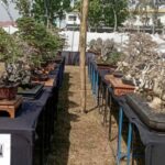 Pameran Bonsai Nasional di Blora Kreativitas Tanaman Hasilkan Karya Bernilai Ratusan Juta