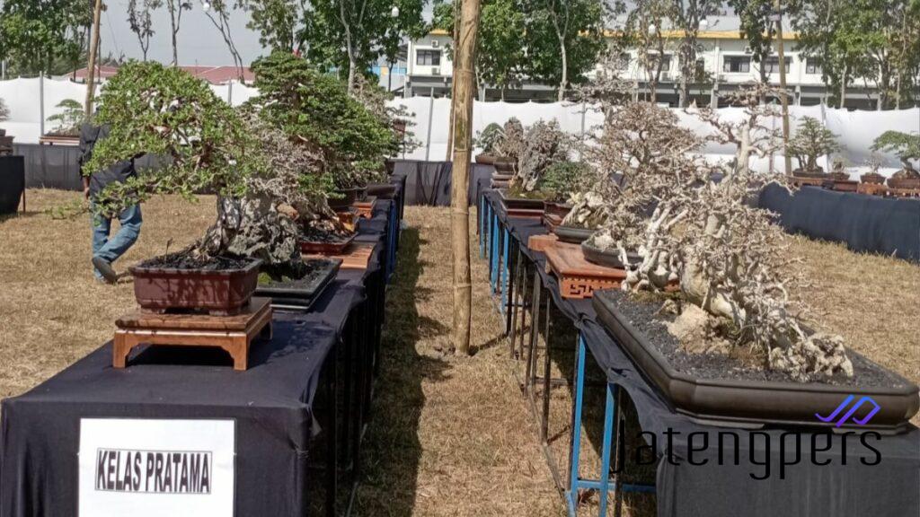 Pameran Bonsai Nasional di Blora Kreativitas Tanaman Hasilkan Karya Bernilai Ratusan Juta