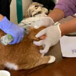 Peringati Hari Rabies Sedunia, Blora Gelar Vaksinasi Rabies Gratis untuk Anjing dan Kucing